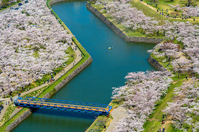 Goryokaku star fort park in springtime cherry blossom. sakura flowers in hakodate, hokkaido, japan