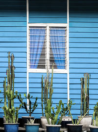 Low angle view of cactus plants against blue timber building