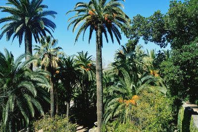 Low angle view of palm trees against sky