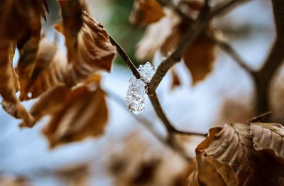 Close-up of dried leaves on plant during winter