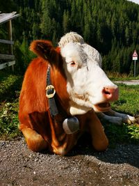 Cow lying on a field