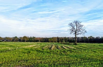 Scenic view of agricultural field against sky