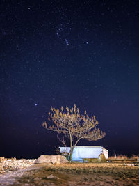 Illuminated tree against sky at night