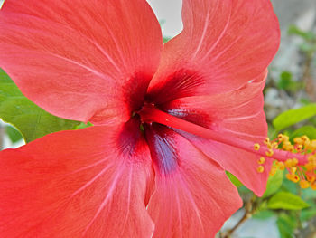 Close-up of red hibiscus blooming outdoors