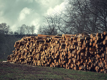 Stack of logs on field in forest