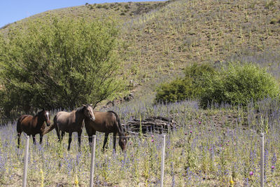 Horses grazing on field