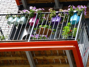 Potted plants on balcony