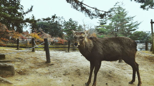 Horse standing on field against trees