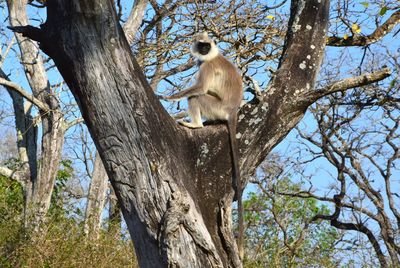 Low angle view of panda sitting on tree against sky