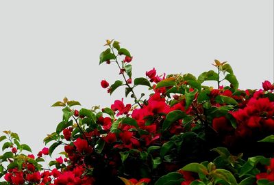 Close-up of red berries on tree