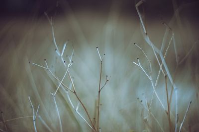 Close-up of plants