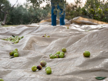 Olives on sack