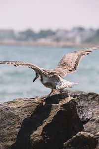 Close-up of eagle flying against sky