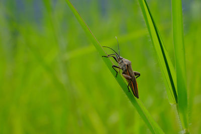 Close-up of insect on grass