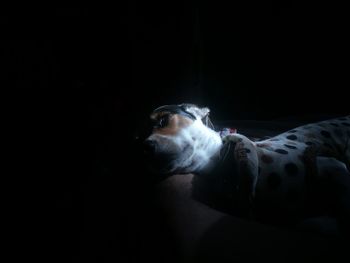 Close-up of a dog over black background