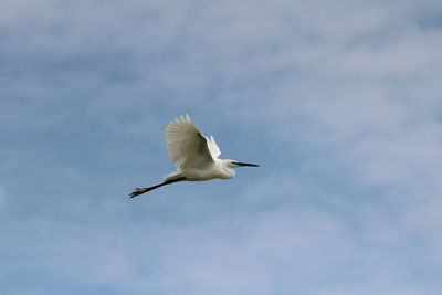 Low angle view of seagull flying in sky