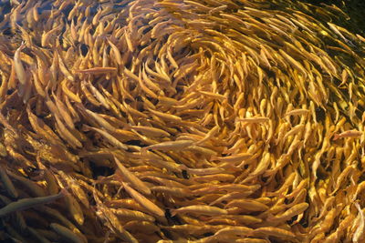 Full frame shot of coral in sea