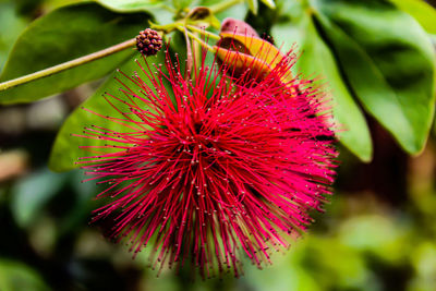 Close-up of red flowering plant