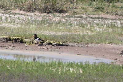 Ducks on grass in water