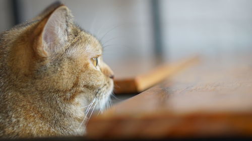 Close-up of a cat with eyes closed