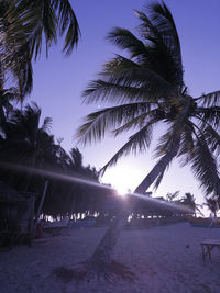 Palm trees on beach against clear sky