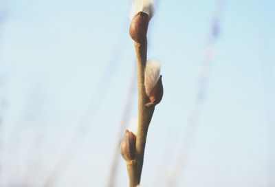 Close-up of plant against clear sky