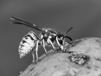 Close-up of wasp on fruit