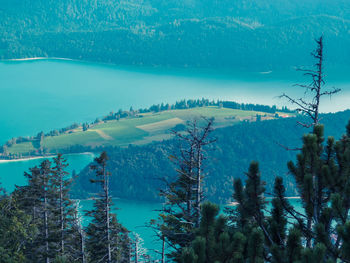 Scenic view of lake in forest