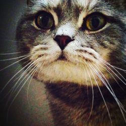 Close-up portrait of cat