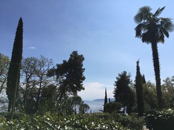 Low angle view of coconut palm trees against sky