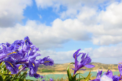 Close-up of purple flowering plants against sky