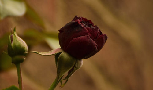 Close-up of pink flower