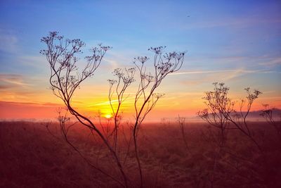 Plants growing on field against sky during sunset