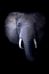 Close-up of elephant over black background