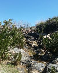 Plants and trees against clear blue sky