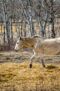 Horse standing in a field