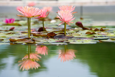 Pink lotus water lilies in pond