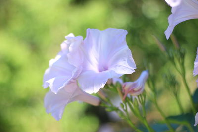 Close-up of purple flowering plant