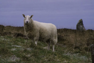 Standing sheep and standing stone on a hilltop