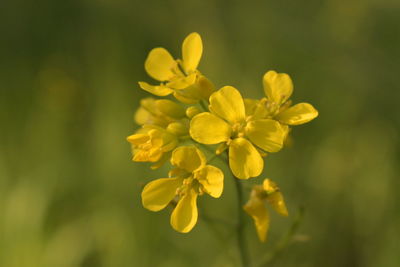 Close-up of yellow flowering plant on field