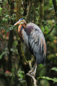 Close-up of bird perching on a tree