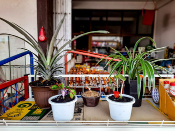 Potted plant on table