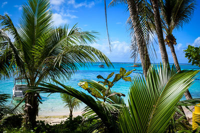 Palm trees by sea against blue sky