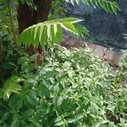 High angle view of plants growing on field