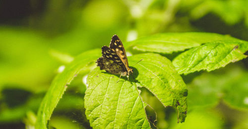 Close-up of butterfly on leaf