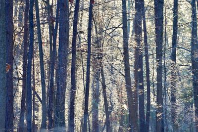 Full frame shot of trees in forest