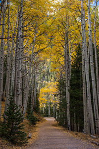 A path of fall colors in the southwest usa