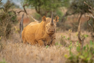 Black rhino