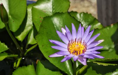 Close-up of purple flowering plant