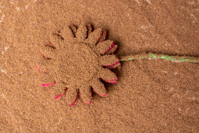 High angle view of pine cone on sand